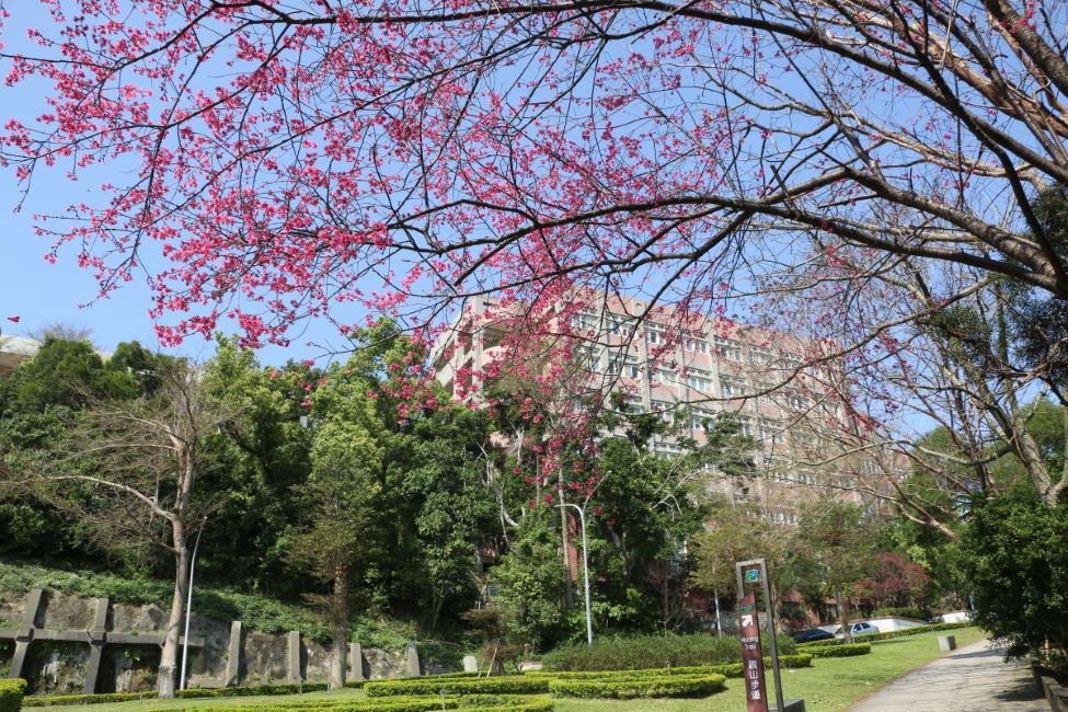 護理館櫻花